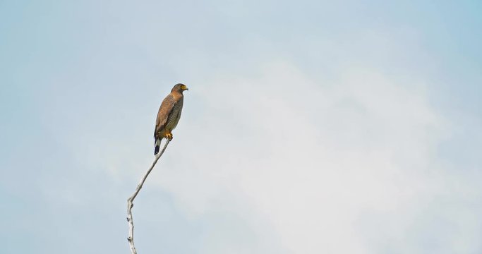 Crested Serpent Eagle sitting on top of dead wood tree branch looking for prey in Yala national park of Sri Lanka
