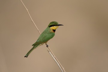 Little bee-eater, Merops pusillus