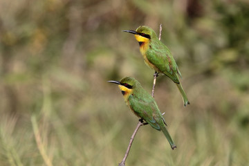 Little bee-eater, Merops pusillus