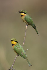 Little bee-eater, Merops pusillus