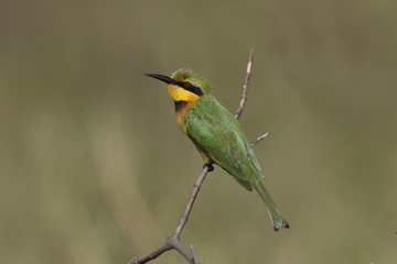 Little bee-eater, Merops pusillus