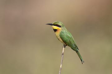 Little bee-eater, Merops pusillus