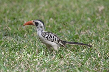 Red-billed hornbill, Tockus erythrorhynchus