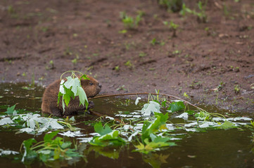 North American Beaver Kit (Castor canadensis) Fishing