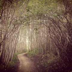 Mystical forest trail