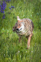 Coyote (Canis latrans) Shakes Off