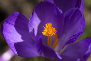 Detail of the violet Crocus