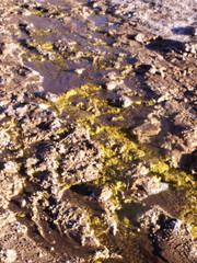 geyser gush hot spring steam El Tatio Chile