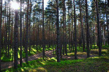 Fototapeta premium Forest canopy landscape. Bright sun and shadows of trees