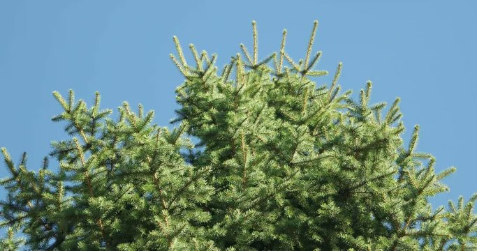 Green spruce in the wind