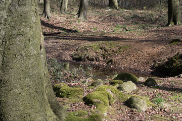 River or creek in a forest setting with trees and green leaves