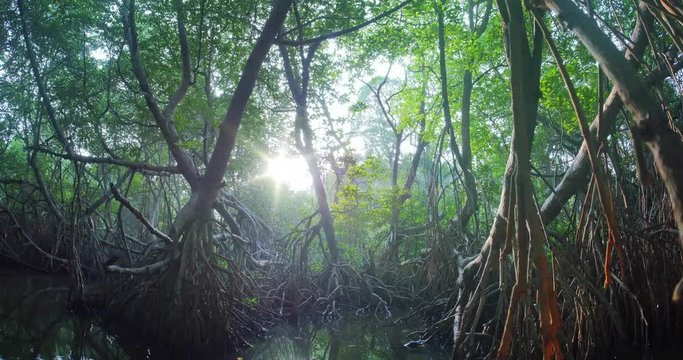 Exotic exposed to air root system of mangrove trees in shallow water of swamp in tropical rain forest. Bright sunshine of sun light flickers through tree branches and silhouettes. Sri Lanka wildlife