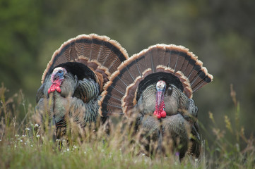 Strutting Tom Turkeys