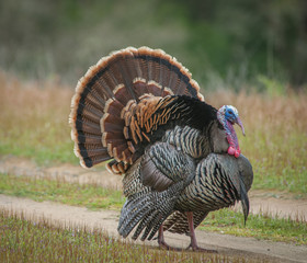 Strutting Male Turkey