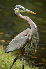 Great blue heron
