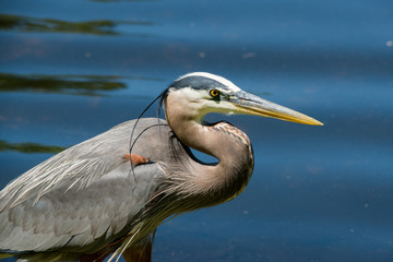 Great blue heron