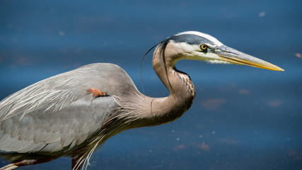 Great blue heron