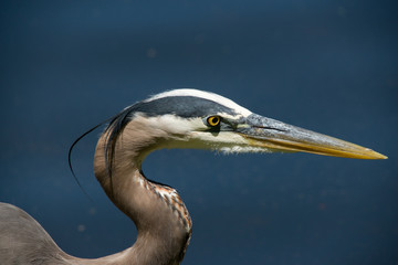 Great blue heron