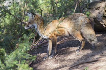 Red fox at den