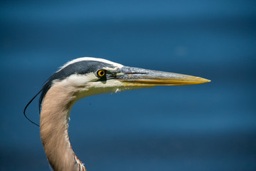 Great blue heron