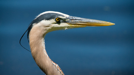 Great blue heron
