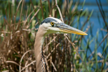 Great blue heron