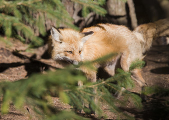 Naklejka premium Red fox at den