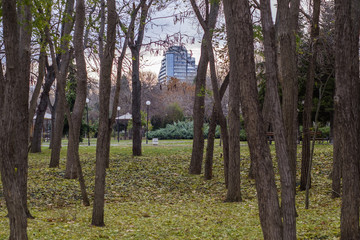 Obraz premium Autumn in Sea park