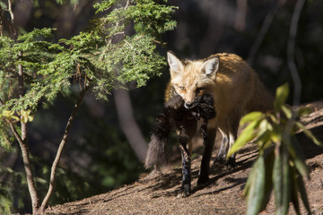 Naklejka na ściany i meble Female red fox with prey