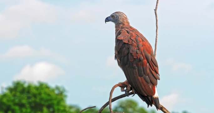 Beautiful Grey-headed Fish Eagle on tree branch sitting and looking around for prey in Yala National Park of Sri Lanka wildlife nature reserve