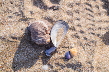 Fototapeta na wymiar Seashells on sandy beach 1