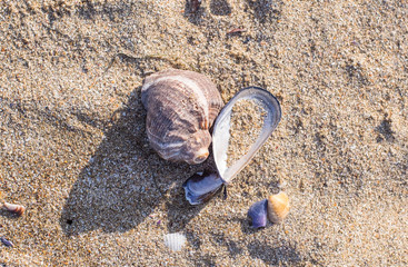 Fototapeta na wymiar Seashells on sandy beach 3