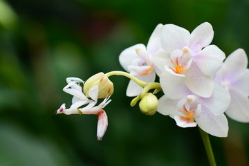 An orchid mantis on an orchid bloom © Doug Schnurr