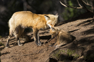 Red fox at den