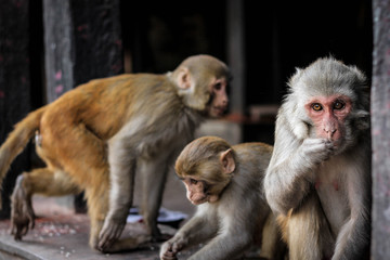 Naklejka premium Monkeys in Kathmandu