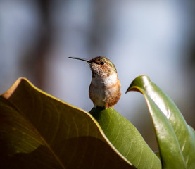 hummingbird perched in a magnolia tree