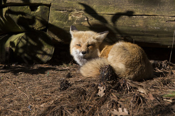 Red fox at den