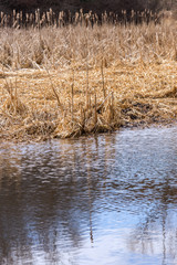 Golden reeds and bulrushes on edge of marsh river, reflecting in moving water