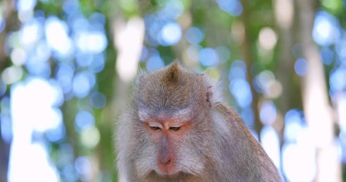 Cute monkey with funny face talks and communicates by making sounds. Wild macaque portrait in tropical jungle forest nature