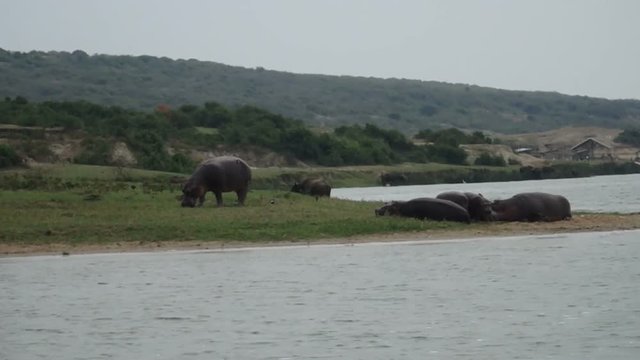 Hippo grazing on banks of Kazinga Channel, Queen Elizabeth National Park, Uganda