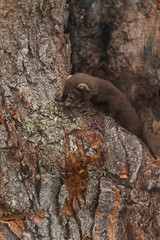 Fisher (Martes pennanti) Kit Looks Over Edge