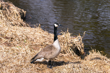 Canadian goose standing tall on early spring shore of dried grasses, dark cool water