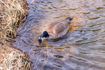 Canada goose dipping head into shallow waters looking for food, early spring scene