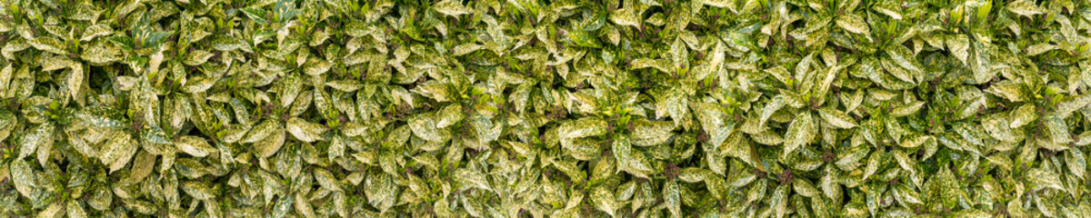 Variegated spotted laurel bush hedge