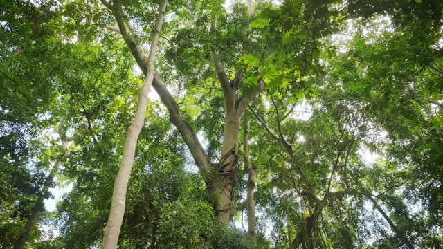Large tall trees grow in tropical rain forest, green foliage and vast branches under summer sunlight at sunny day. Camera moves inside peaceful jungle