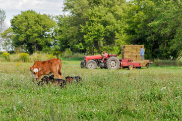 Obraz premium Red and white bull calf with Black Angust Calves, tractor and hay wagon.