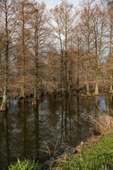 Cypress Trees in the Lake