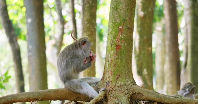 Little baby monkey suckles milk. Asian long-tailed macaque in nature wildlife of sunny forest in Indonesian jungle