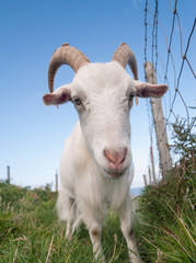 A white irish goat with large horns,  grazing in field
