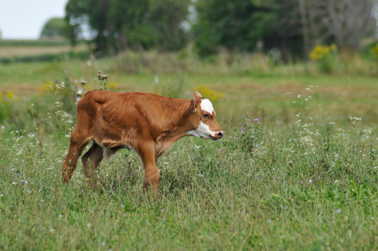 Red and white bull calf in pasture.